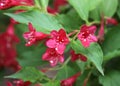 Red Prince Weigela blossoms