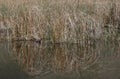 American Coot at the edge of a grassy pond Royalty Free Stock Photo