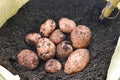 Qrganic potatoes grown in a garden