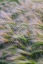 Quack grass blowing on a sunny summers evening evening