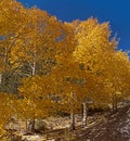 Quacking Aspen on the Scenic Byway 1 Royalty Free Stock Photo