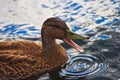 Quacking duck Royalty Free Stock Photo