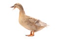 Quacking duck isolated on a white