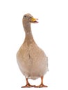 Quacking duck isolated on a white