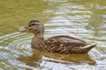 Quacking Duck in a Lake