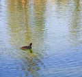 Quacking duck in rippling reflective lake