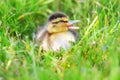 Quacking Duckling in Grass