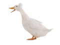 Quacking white duck isolated on a white Royalty Free Stock Photo