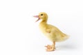 Quacking young muscovy duck isolated