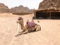 A quad bike and a camel resting with a hump with a snout, a person who eats a plant, straw, food sitting on hot yellow sand in the Royalty Free Stock Photo