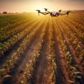 Quadcopter over a cornfield at sunset. Smart agriculture. Drone use for safety, terrain scanning technology, monitoring Royalty Free Stock Photo