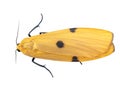 Quadra Lithosia female, yellow moth. Aka Four-spotted footman. Isolated on white. Royalty Free Stock Photo