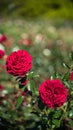 Quadra Rose Breed Closeup Royalty Free Stock Photo