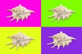 Quadrants in trendy neon colors with a seashell in the middle Royalty Free Stock Photo