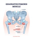 Quadratus femoris muscle as hip and groin rotator joint outline diagram