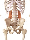 The quadratus lumborum Royalty Free Stock Photo