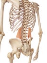 The quadratus lumborum