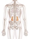 The quadratus lumborum Royalty Free Stock Photo