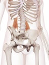 The quadratus lumborum Royalty Free Stock Photo