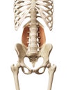 The quadratus lumborum