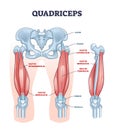 Quadriceps muscle or quads leg muscular anatomical structure outline diagram