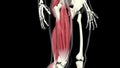 Quadriceps muscles animation