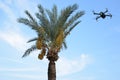 A quadrocopter drone flies near a date palm.