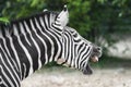 Quagga Royalty Free Stock Photo