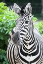 Quagga Royalty Free Stock Photo