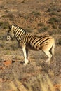 Quagga Royalty Free Stock Photo