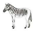 Quagga extinct animal sketch vector