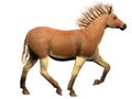 Quagga Extinct Animal