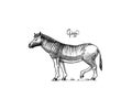 Quagga. Extinct mammal animal. Plains zebra. Engraved Hand drawn vector illustration in woodcut Graphic vintage style