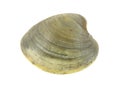 Quahog