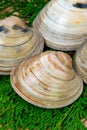 Quahog-Mercenaria mercenaria Royalty Free Stock Photo