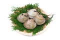 Quahog-Mercenaria mercenaria Royalty Free Stock Photo