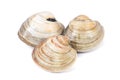 Quahog-Mercenaria mercenaria Royalty Free Stock Photo