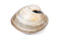 Quahog-Mercenaria mercenaria Royalty Free Stock Photo