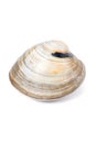 Quahog-Mercenaria mercenaria Royalty Free Stock Photo