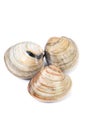 Quahog-Mercenaria mercenaria Royalty Free Stock Photo