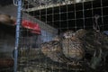 Quail animal for sale at fair