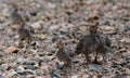 Quail Siblings Share Affection Royalty Free Stock Photo