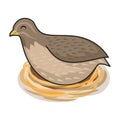 Quail Bird Cartoon at Nest Animals Illustration