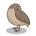 Quail Bird Cartoon Sleeping Animals Illustration