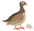 Quail bird with egg. Cartoon animal. Wild poultry