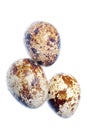 Quail bird egg isolated