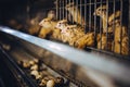 Quail bird farm egg cage organic animal poultry