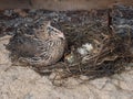Quail bird on the nest with eggs