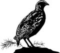 Quail. bird quail. Vector silhouette