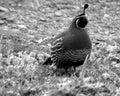 Quail bird wandering watching eating walking